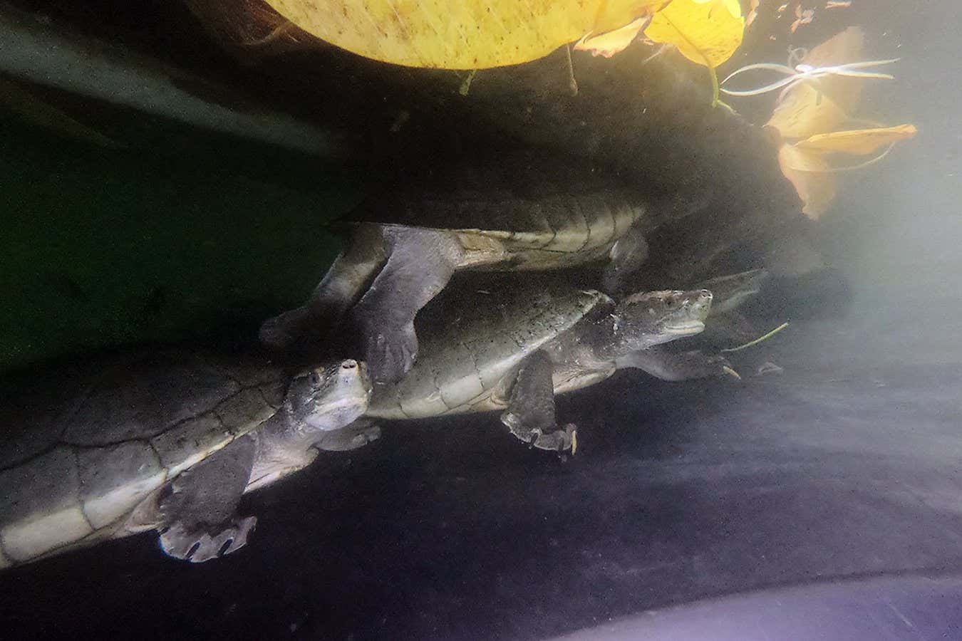 hicatee turtles at the Belize Foundation for Research and Environmental Education (BFREE)