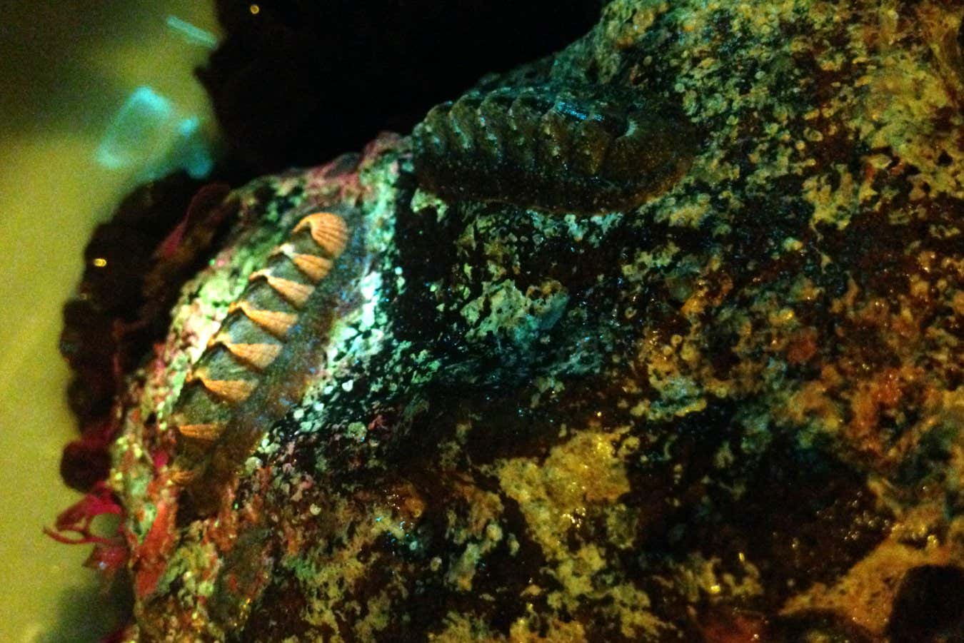 chiton (Iscnhoplax pectinata)