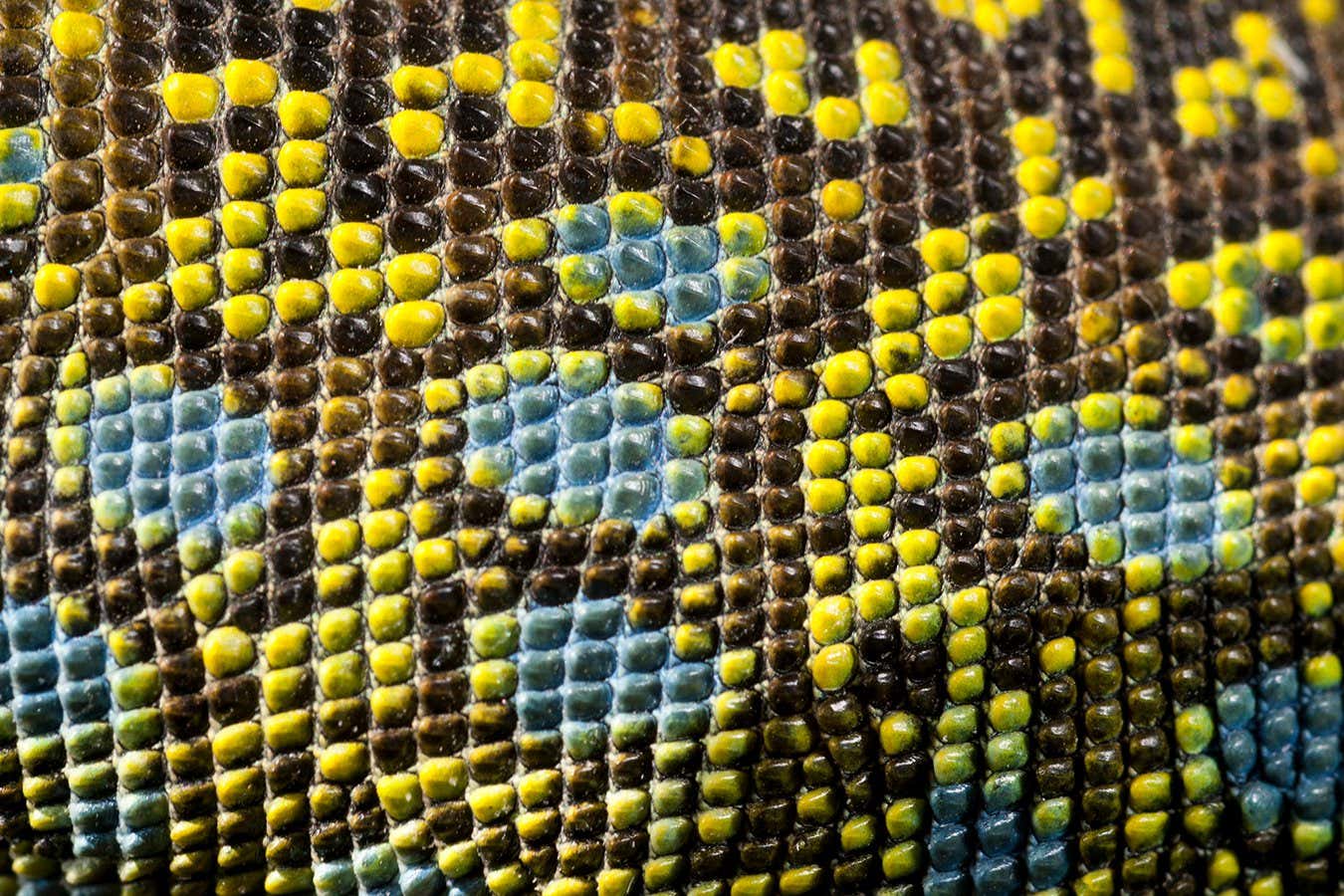 Ocellated lizard (Timon lepidus) skin