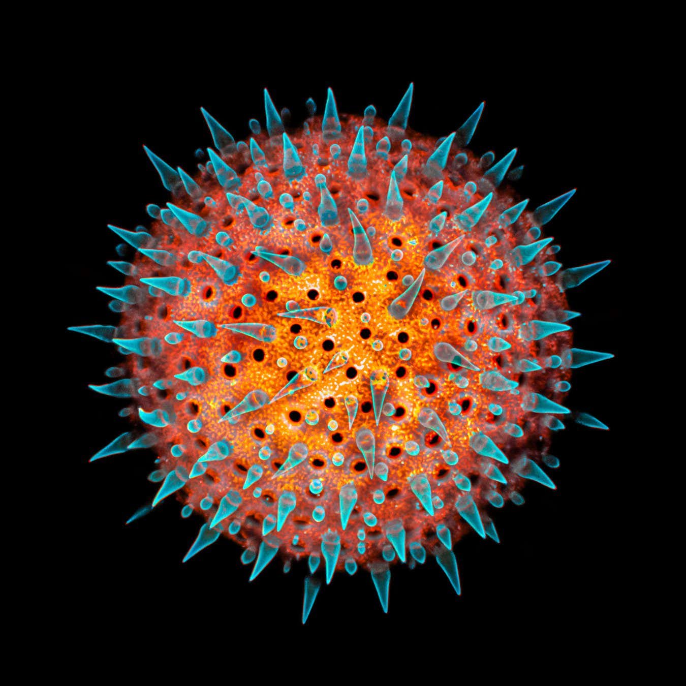 ImageJ=1.53p. Plant microverse. Hollyhock (Alcea) pollen grain stained with acridine orange and calcofluor white, under the confocal microscope