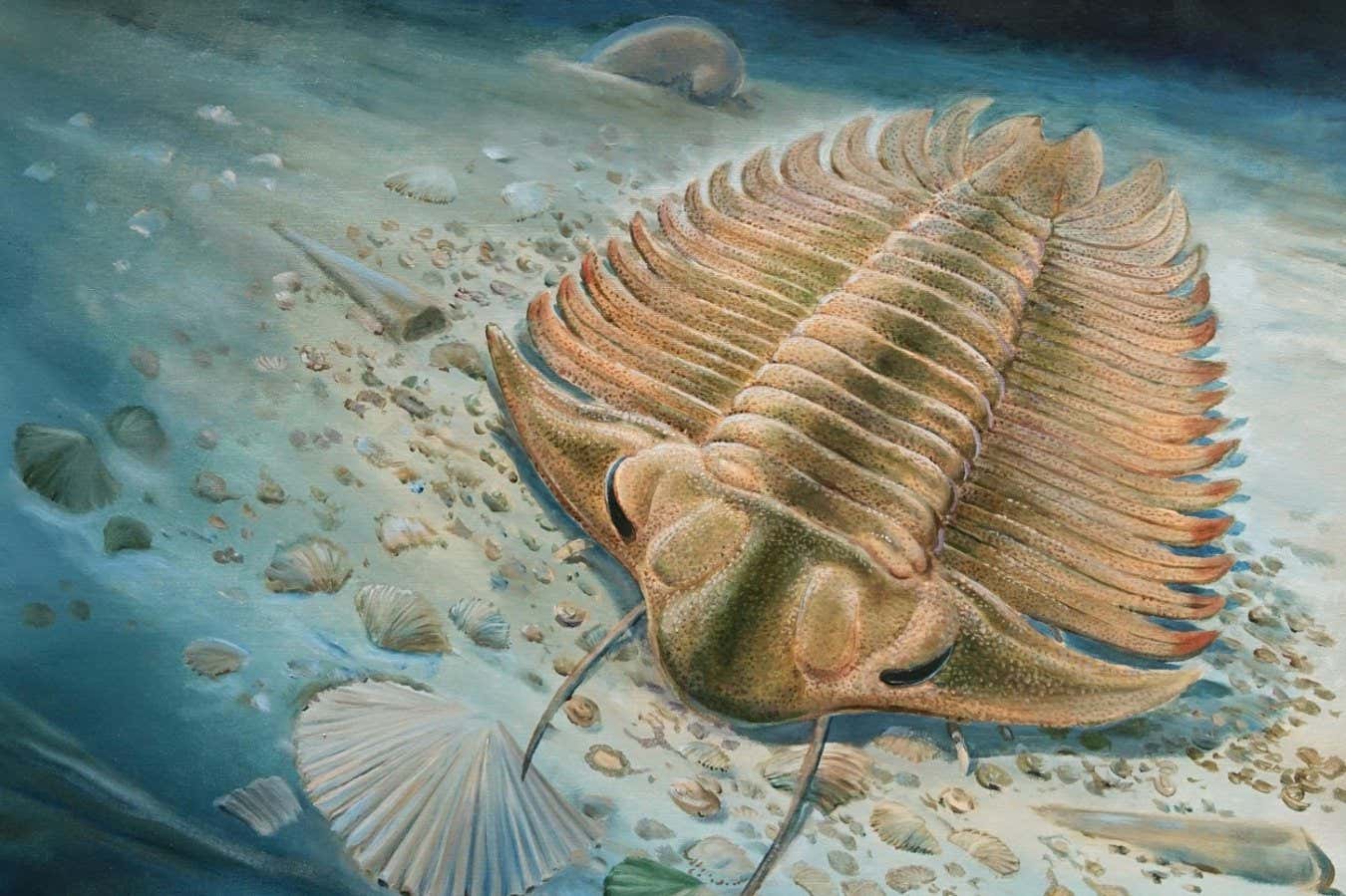 Illustration of a Trilobite Gut Fossil.