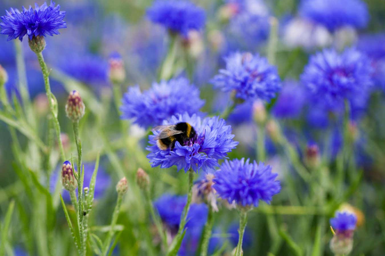 JHPTR7 Bumblebee on Cornflower 'Blue Diadem'.