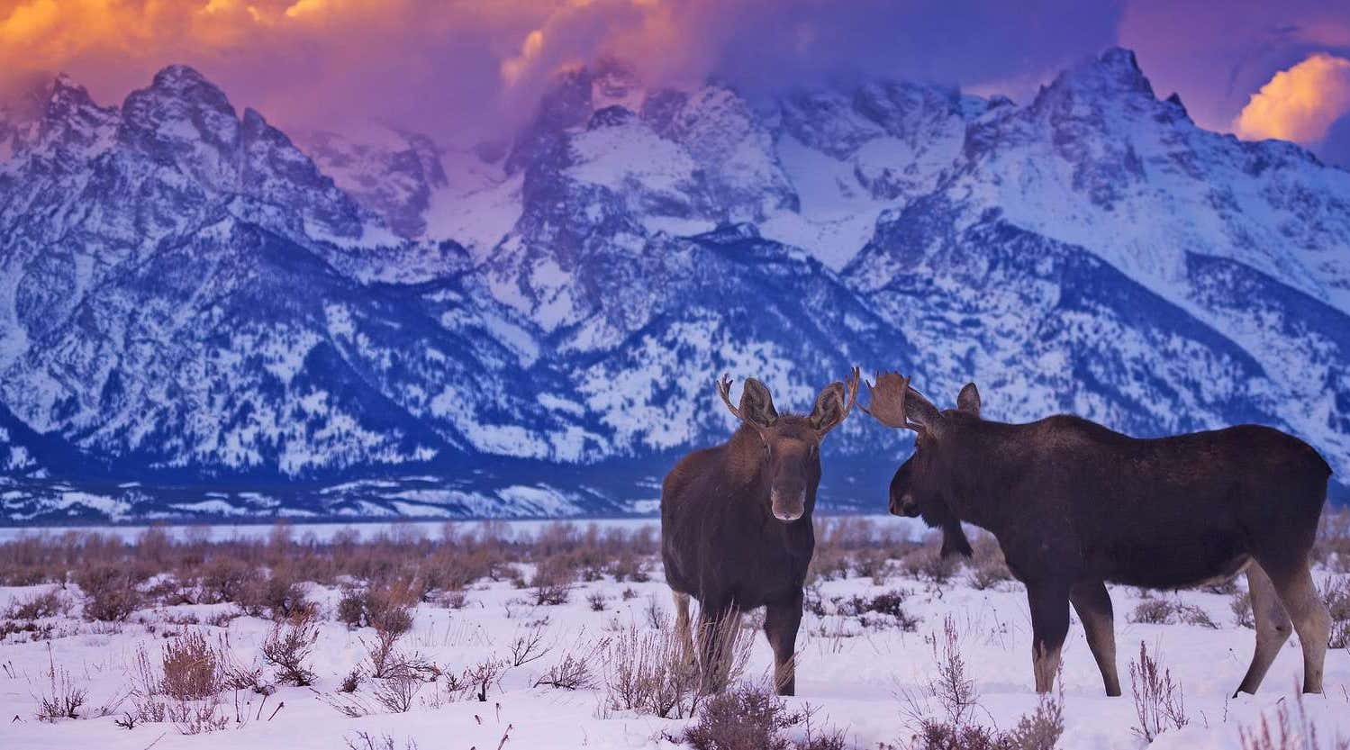 Wildlife at dusk in Yellowstone National Park, USA