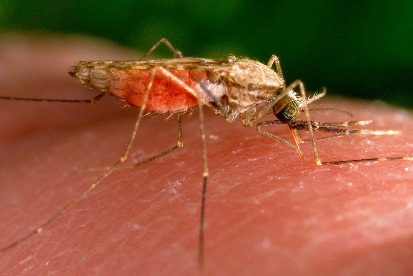 An Anopheles gambiae mosquito, which can transmit malaria