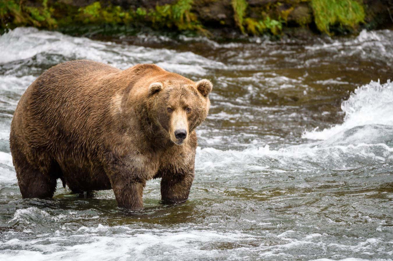 Alaska brown bear fishing in the Brooks River