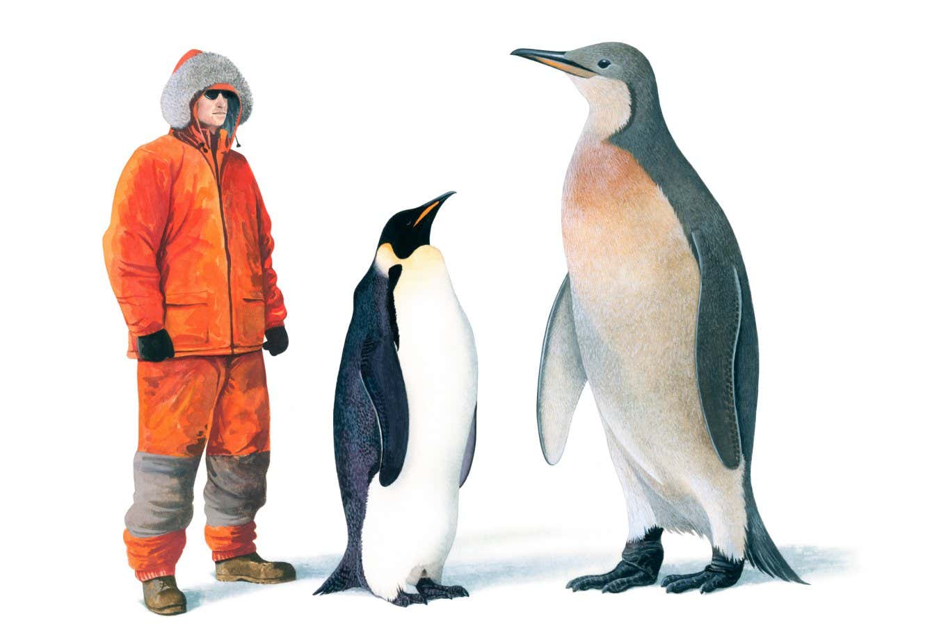 Mega penguin next to human height size comparison