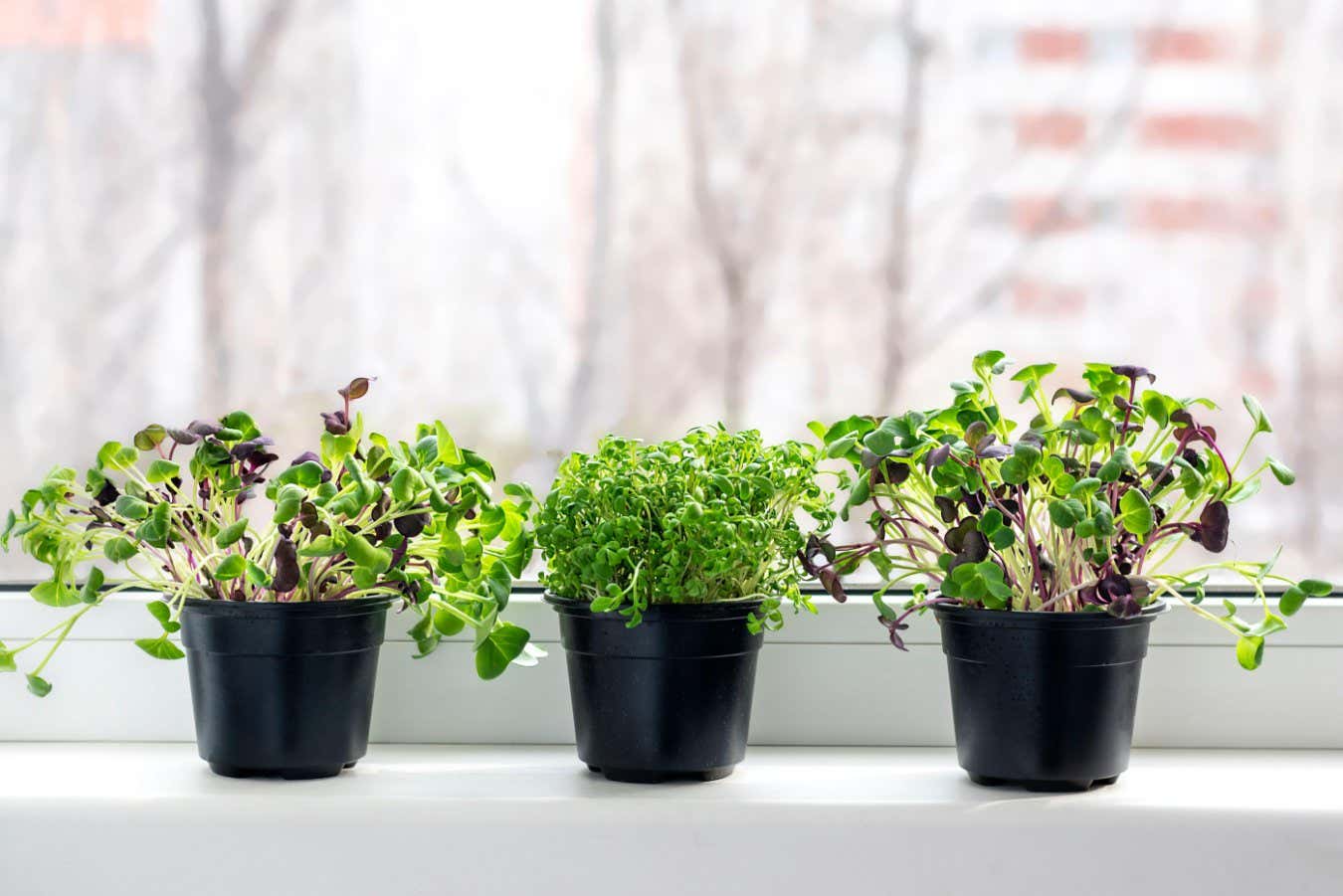 2J65BNY Growing microgreens on window Young raw sprouts of radishes and watercress in pots Healthy eating, lifestyle Superfood Indoor microgreen concept.