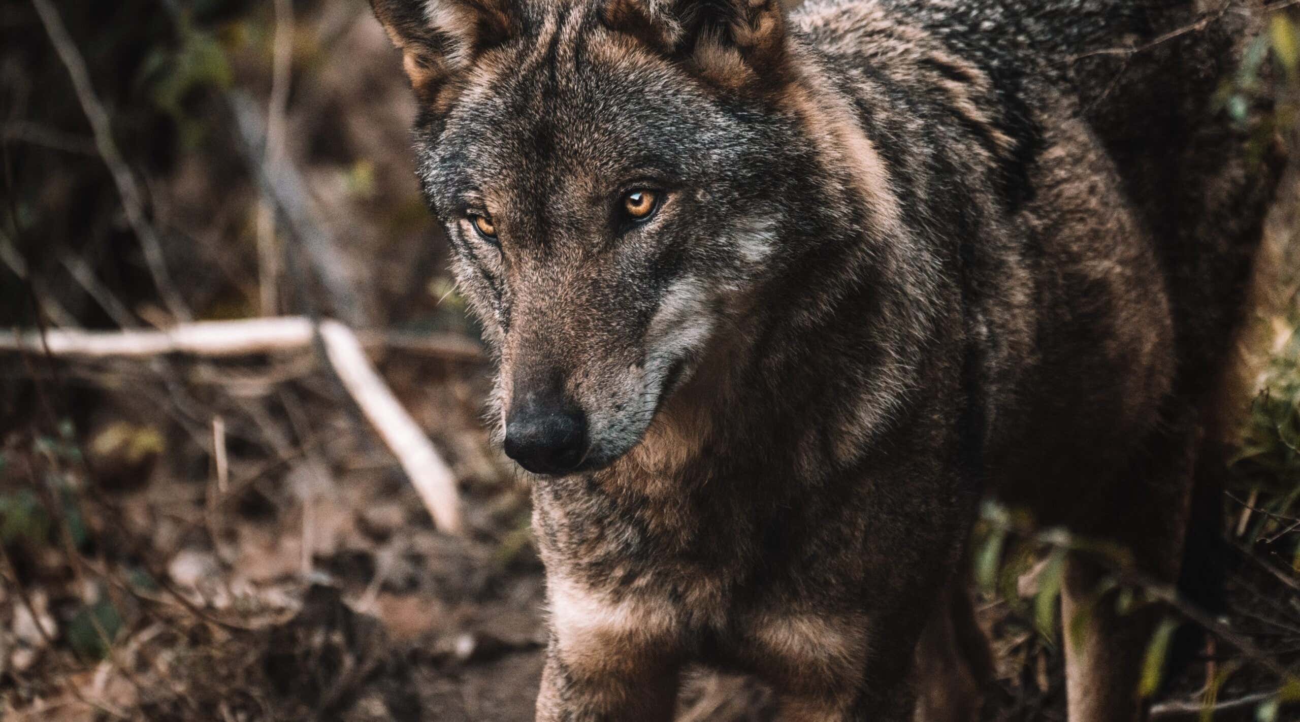 Wolf up close, located in the National Park mountain ranges in Abruzzo region. Italy