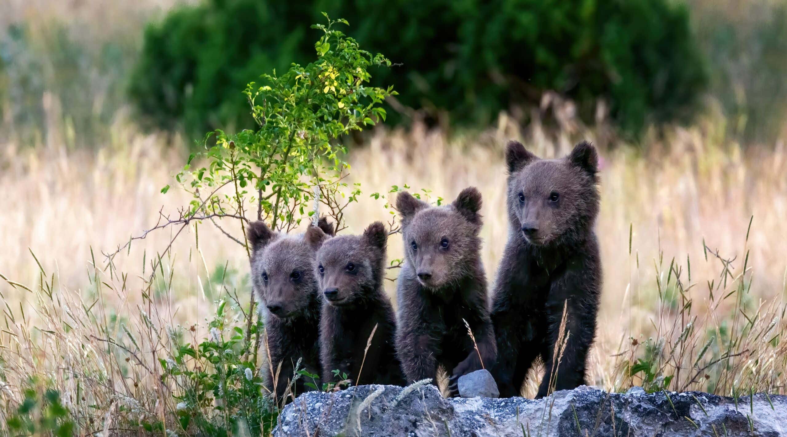 Marsican bear cubs, a protected species typical of central Italy. Animals in the wild in their natural habitat, in the Abruzzo region of Italy.