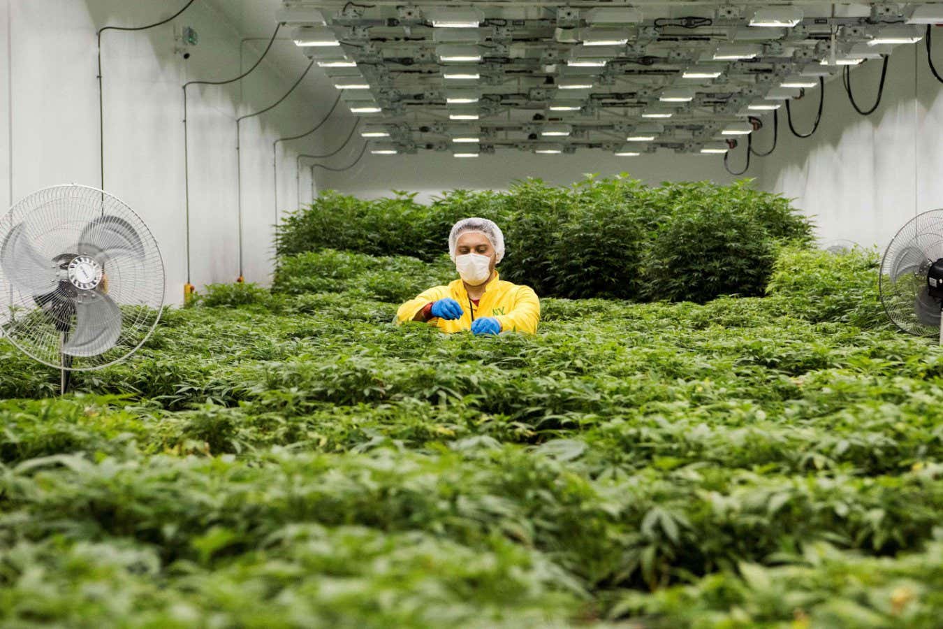 A worker inspects medicinal cannabis plants at a medical cannabis farm near Skopje on February 16, 2021. - The Balkan state is once again eyeing a chance to become a cannabis pioneer in Europe, with the government promising a public debate on legalising marijuana and turning the country into the Amsterdam of the Balkans. (Photo by Robert ATANASOVSKI / AFP) (Photo by ROBERT ATANASOVSKI/AFP via Getty Images)