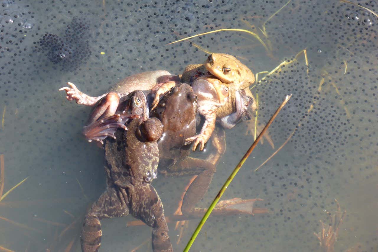 Lots of frogs mating among frogspawn