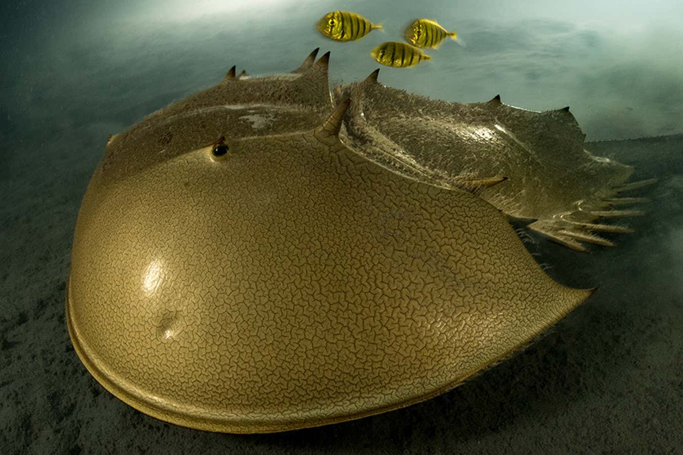Close up of a horseshoe crab