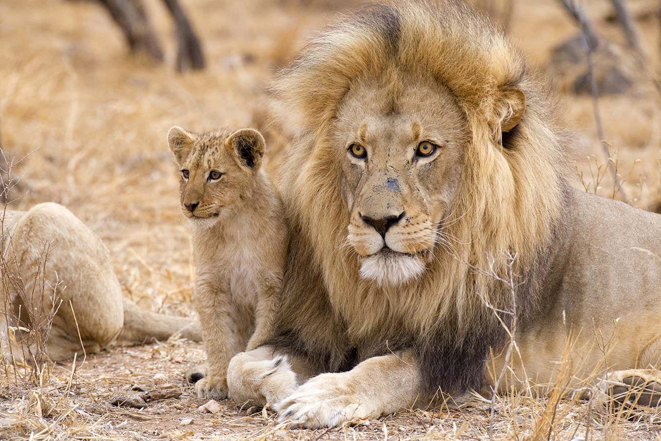 A male lion and a cub