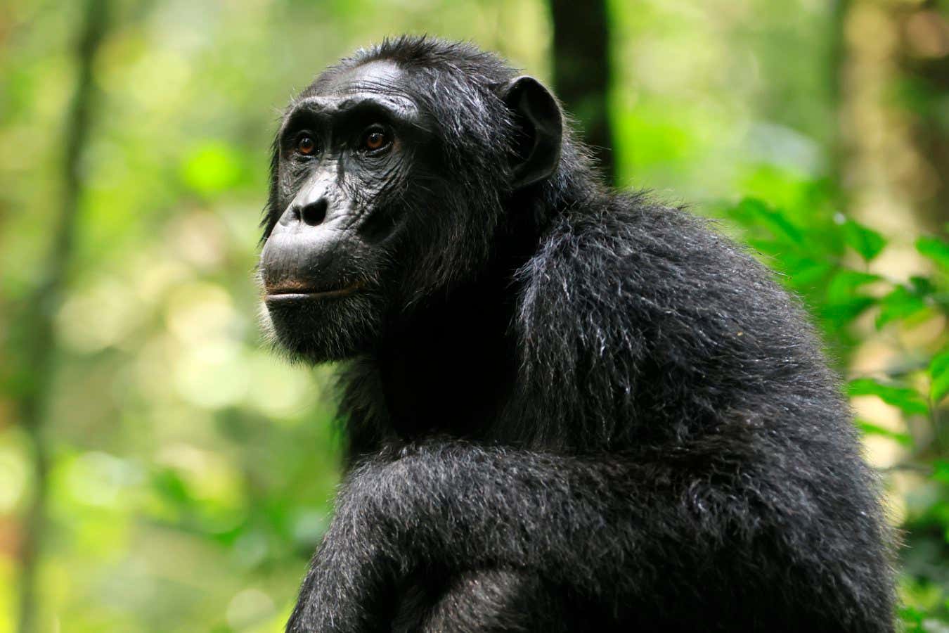 Netflix handout still: Chimp Empire. Chimp Empire. Damien in Chimp Empire. Cr. Netflix ?? 2023