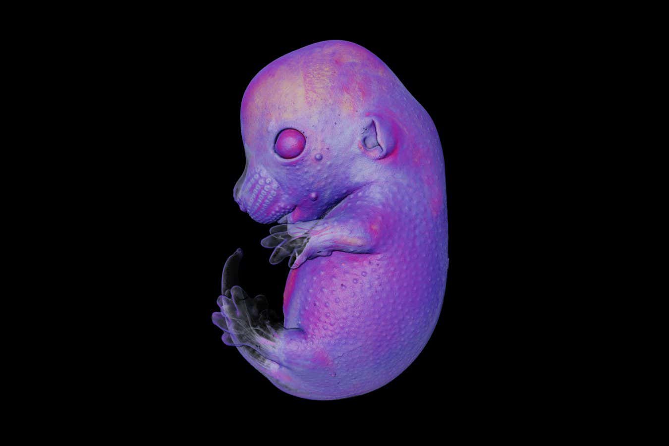 7th Place Dr. Grigorii Timin & Dr. Michel Milinkovitch University of Geneva Department of Genetics and Evolution Geneva, Switzerland Mouse embryo Light Sheet 4X (Objective Lens Magnification)