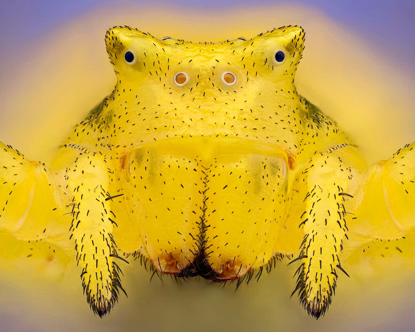 IoD S?bastien Malo Saint Lys, Haute-Garonne, France Crab spider (Thomisus onustus) Darkfield, Image Stacking, Reflected Light 6.3X (Objective Lens Magnification)