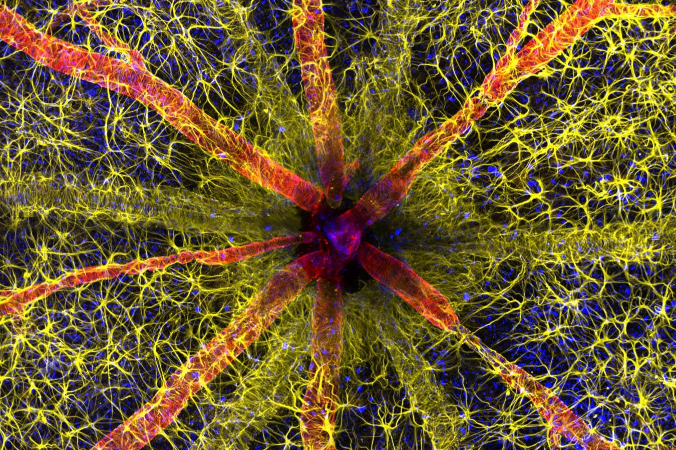 1st Place Hassanain Qambari & Jayden Dickson The Lions Eye Institute Department of Physiology & Pharmacology Perth, Western Australia, Australia Rodent optic nerve head showing astrocytes (yellow), contractile proteins (red) and retinal vasculature (green) Confocal, Fluorescence, Image Stacking 20X (Objective Lens Magnification)