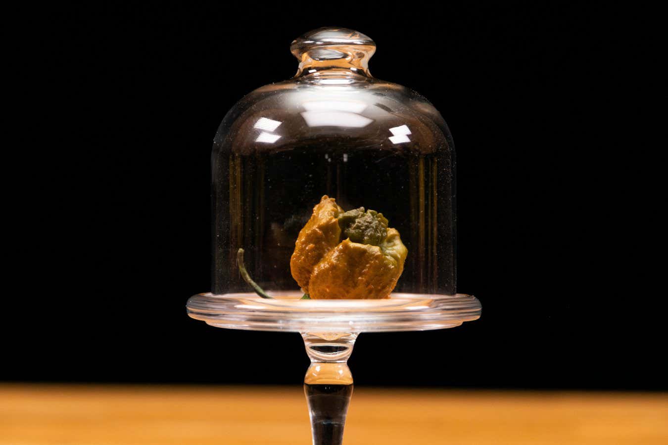 Pepper X is one hot chili