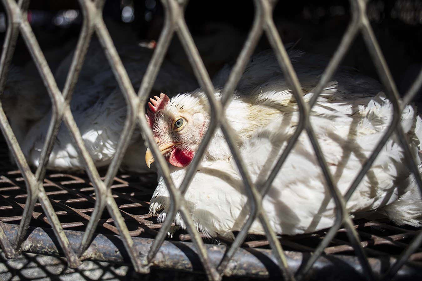 Chicken in South Africa