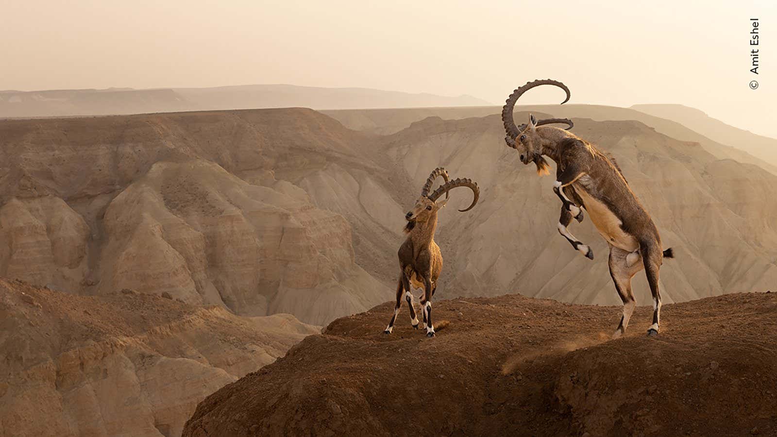 Life on the edge by Amit Eshel, Israel Winner, Animals in their Environment Amit Eshel witnesses a dramatic cliffside clash between two Nubian ibex. After hiking to a vantage point on the clifftop, Amit slowly crept closer, using a wide-angle lens to set the action of two clashing Nubian ibex against the dramatic backdrop. The battle lasted for about 15 minutes before one male surrendered, and the pair parted without serious injury. In the run-up to the mating season, part of the males? coat darkens, and their neck muscles thicken. Rivals will raise up on their hind legs and ram their heads together. Their horns sometimes break as they collide. Location: Zin Desert, Israel Technical details: Canon EOS R5 + 24?70mm f2.8 lens at 45mm; 1/800 at f8; ISO 500