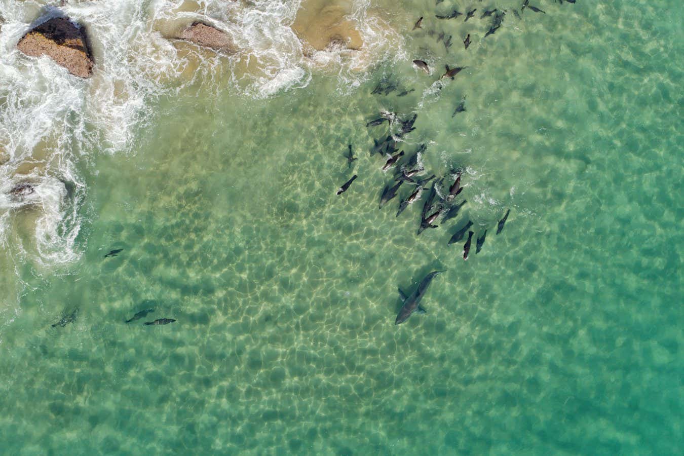 Planet Earth III book - page 11 The sharks, though, are in for a surprise because the adult seals mob them instead of fleeing (opposite bottom).