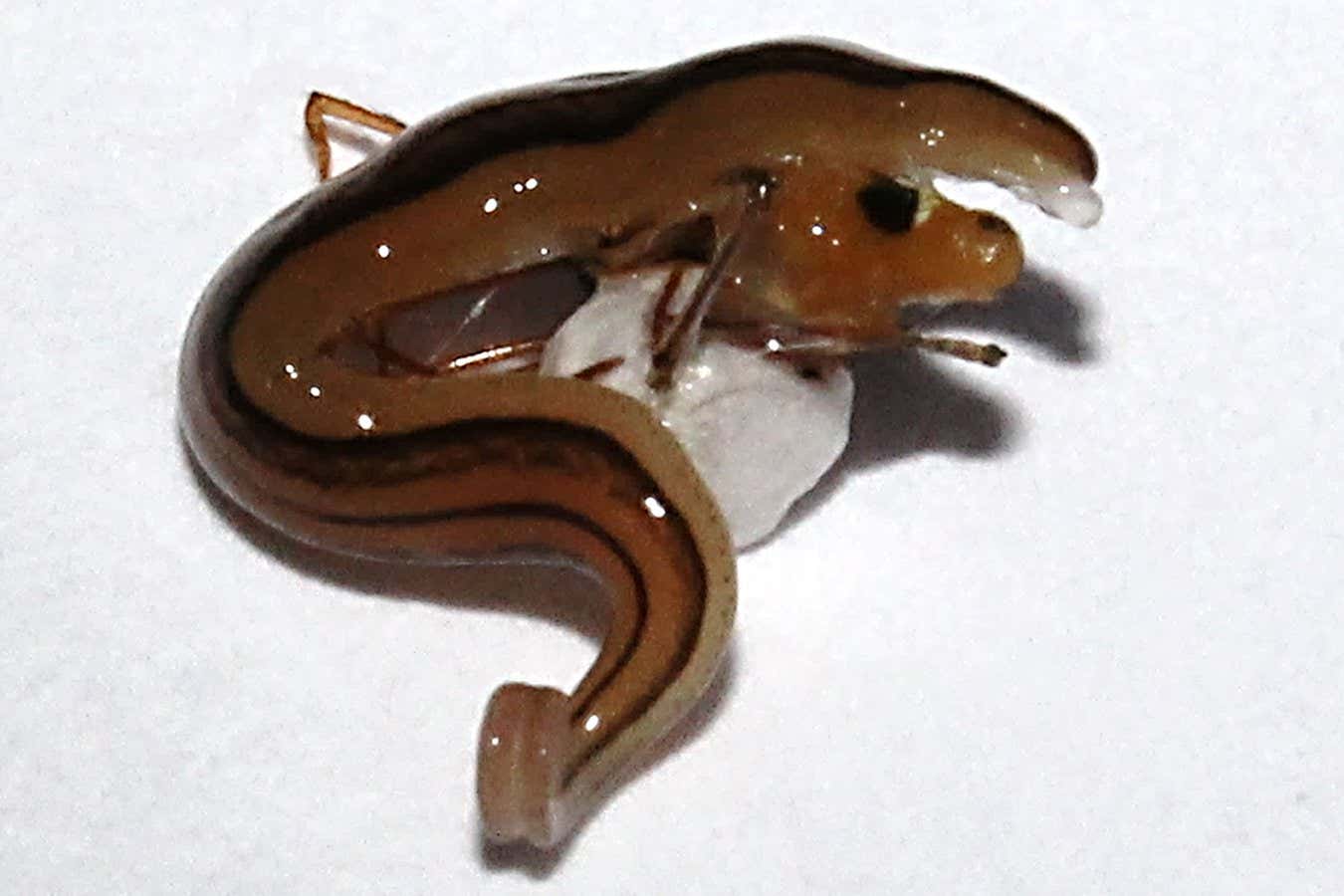 flatworm preying on spider