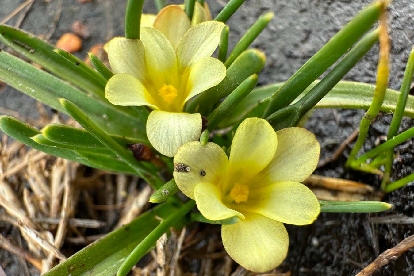 The mini galaxy flower that is native to a small region of South Africa and was presumed to be extinct has been rediscovered by scientists