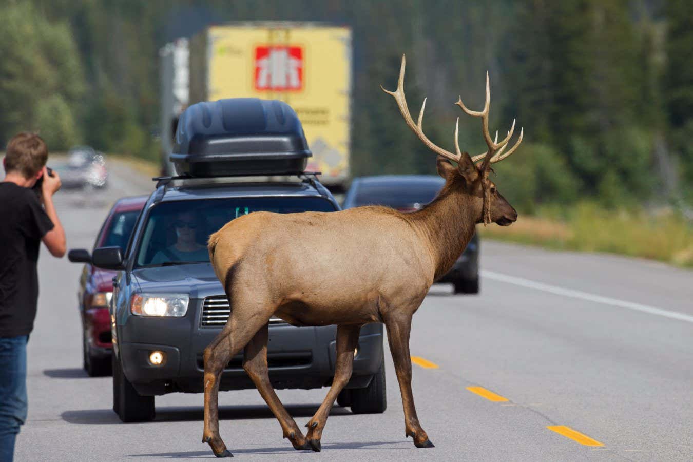 K4CR4X Elk / wapiti (Cervus canadensis) bull crossing busy road in front of tourists in cars in summer, Jasper National Park, Alberta, Canada
