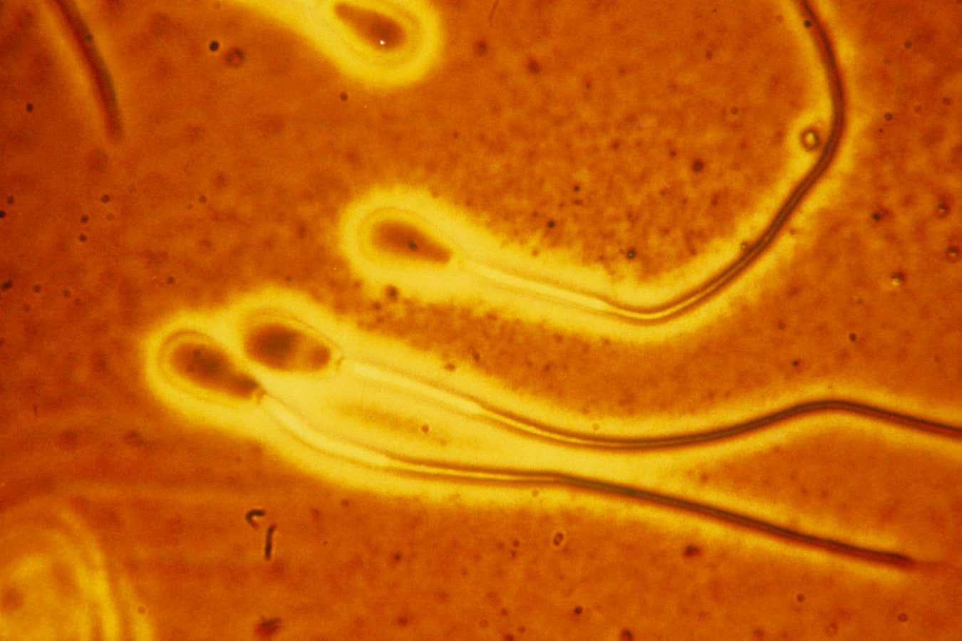 Scientists studied bull sperm, which have similar structures and swimming patterns to human sperm