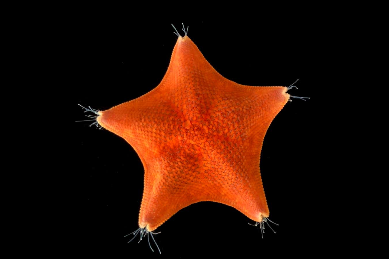 Adult patiria starfish