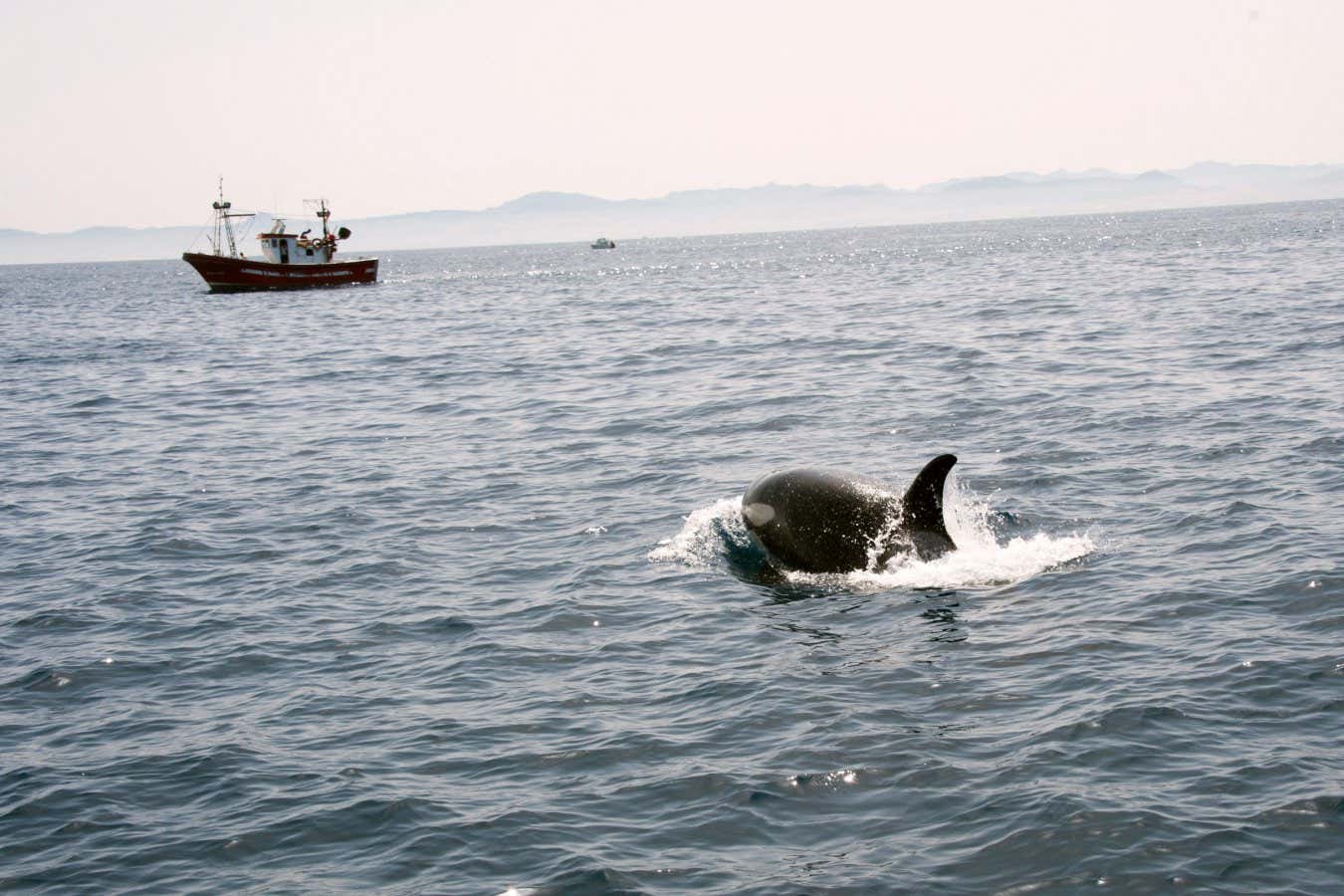 Orca and fishing boats in the Straits of Gibraltar, Europe