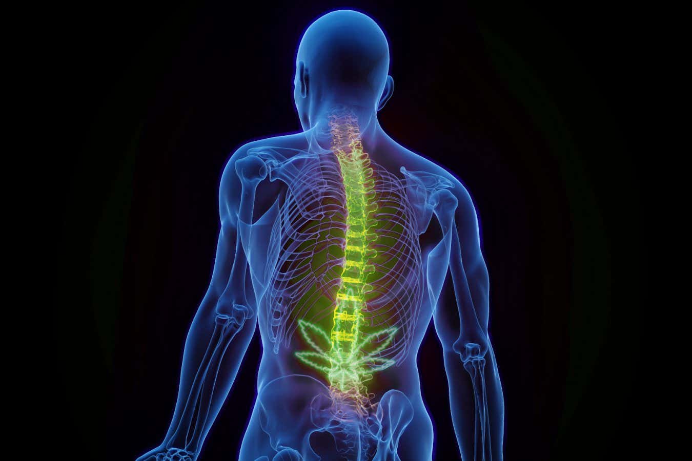 Illustration of cannabis as a painkiller