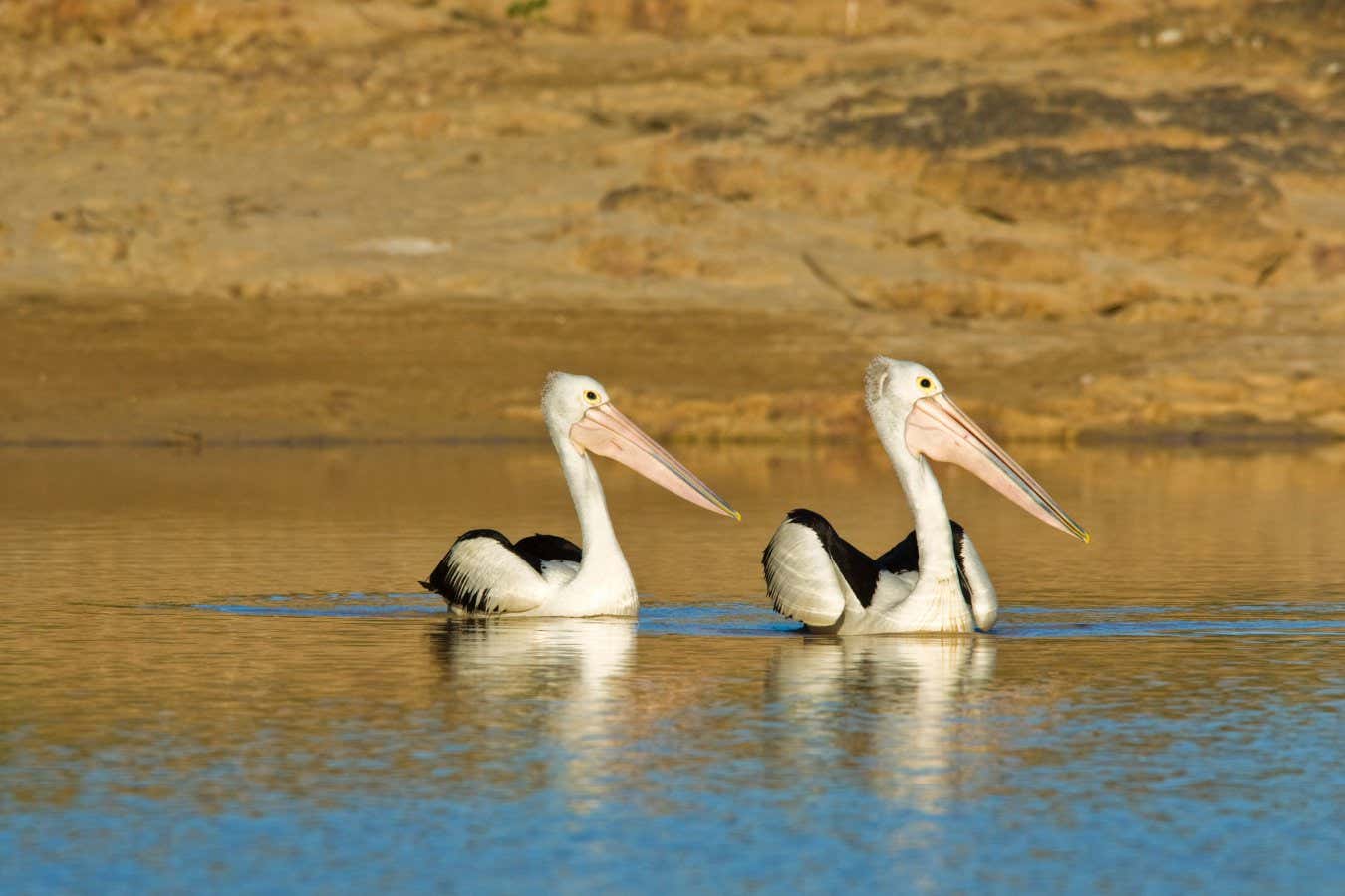 Australian pelicans in the Diamantina river