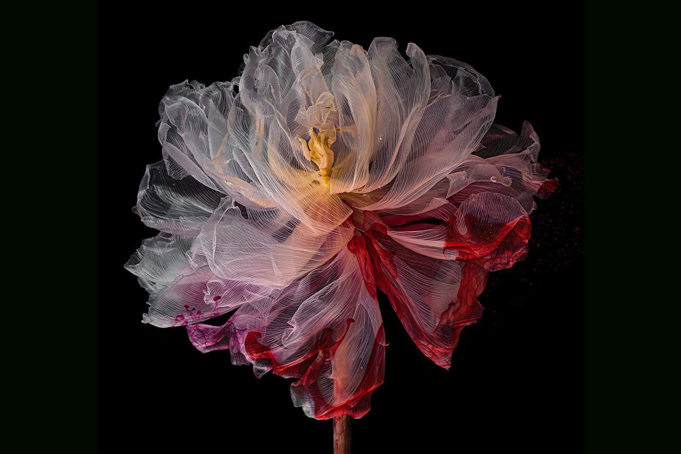 Artist's tulip photos capture transience of life