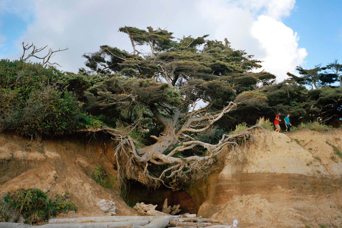 Looking At Trees Anna_Beeke-p8-?Anna Beeke