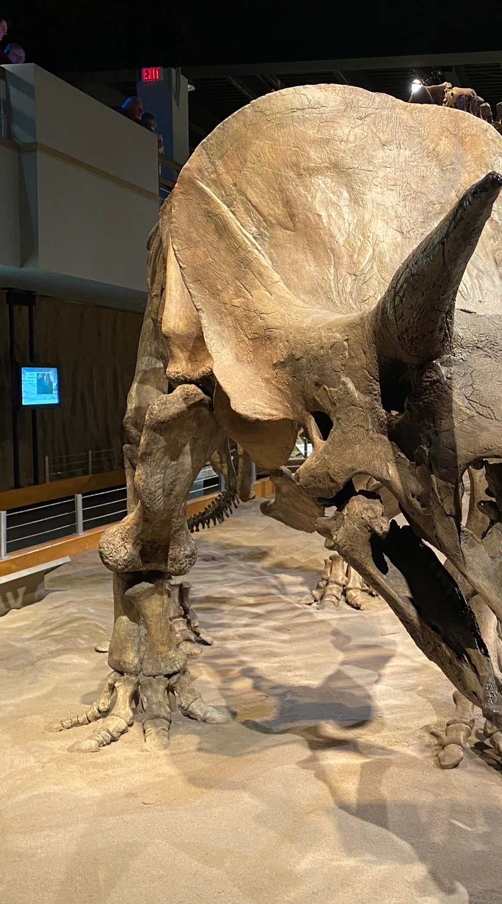 Triceratops skeleton replica from US museum, located in North east USA