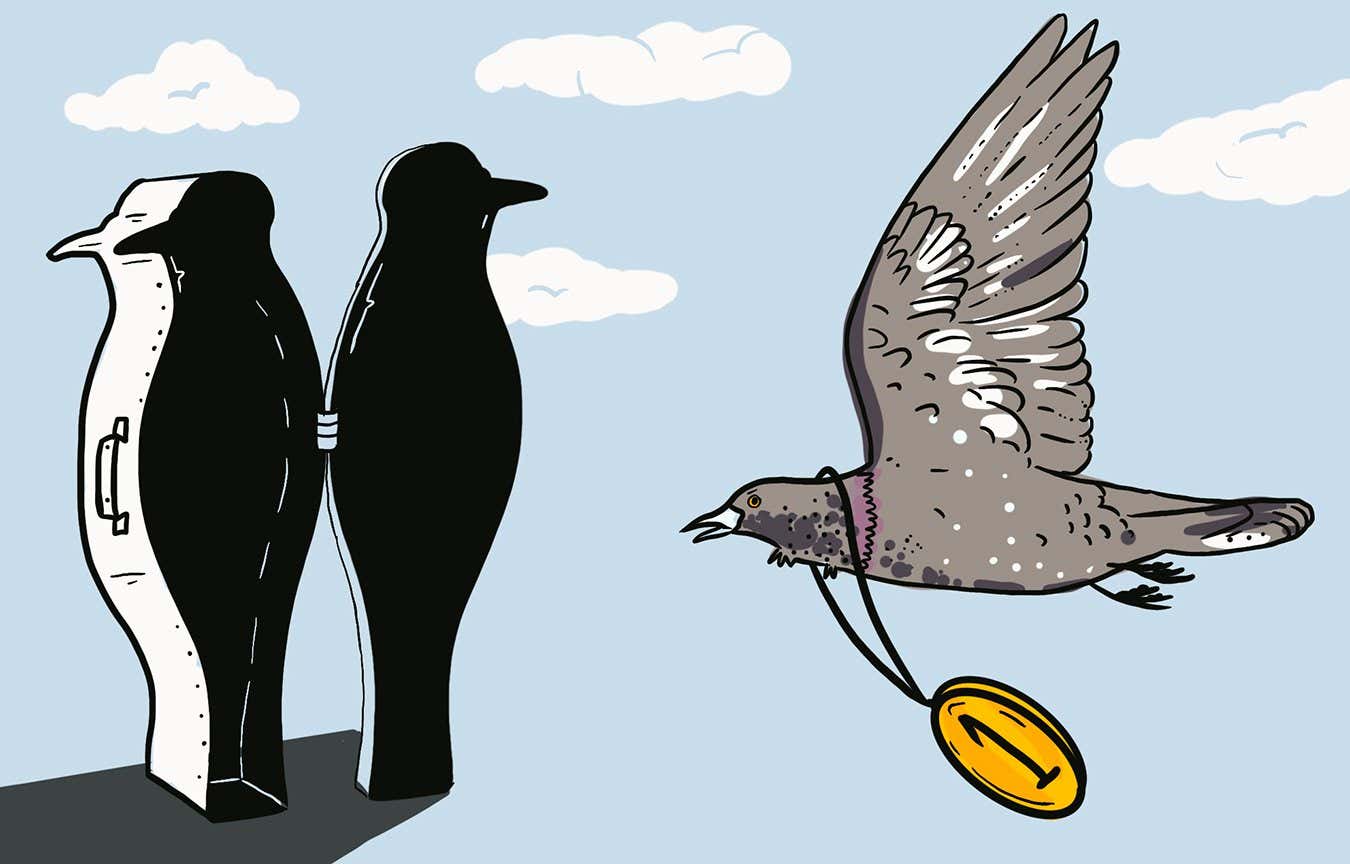 Killing pigeons 'not in their best interests', find pigeon ethicists