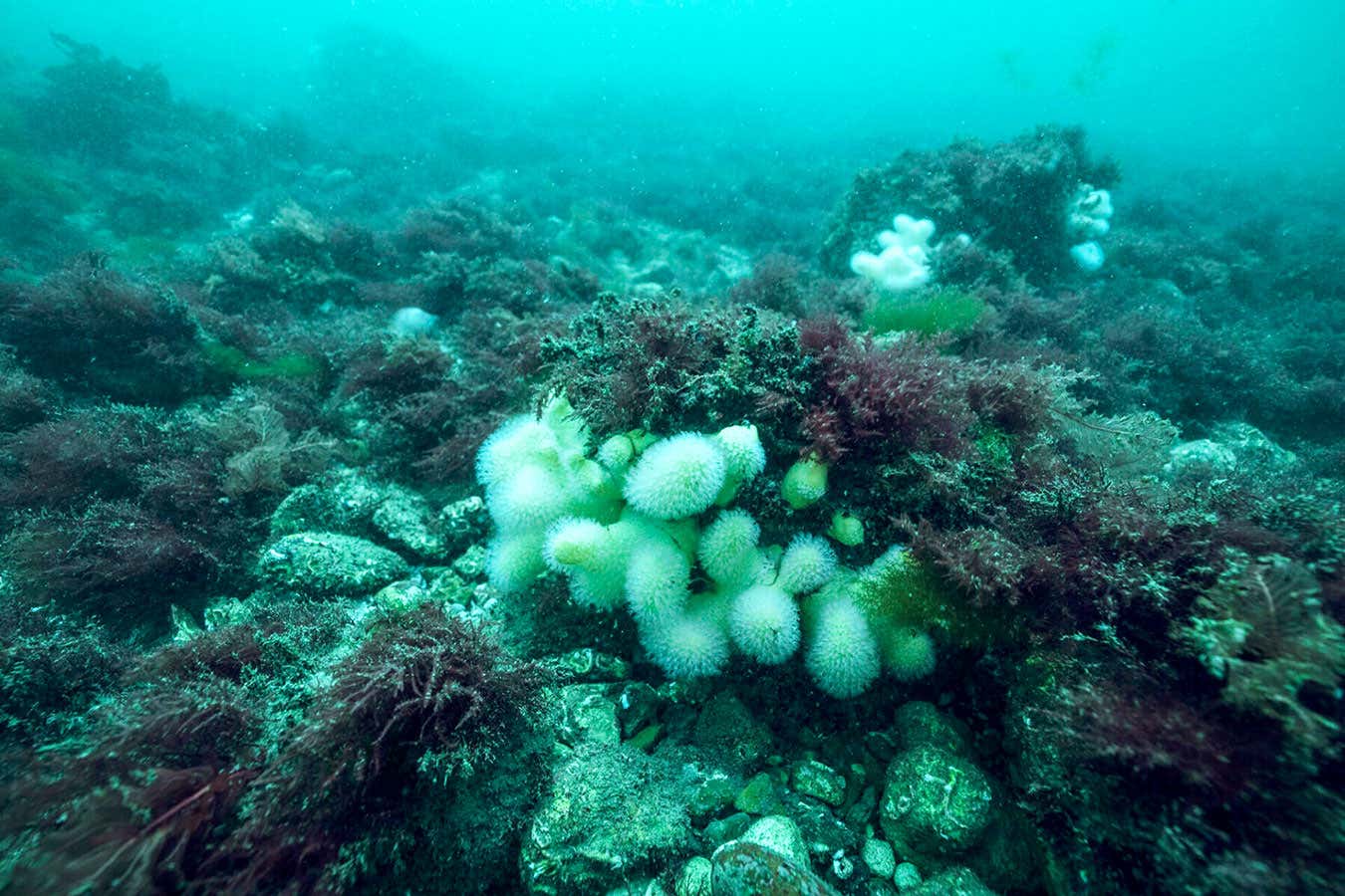 Dead man's fingers coral, off the coast of Denmark in Jammer Bay