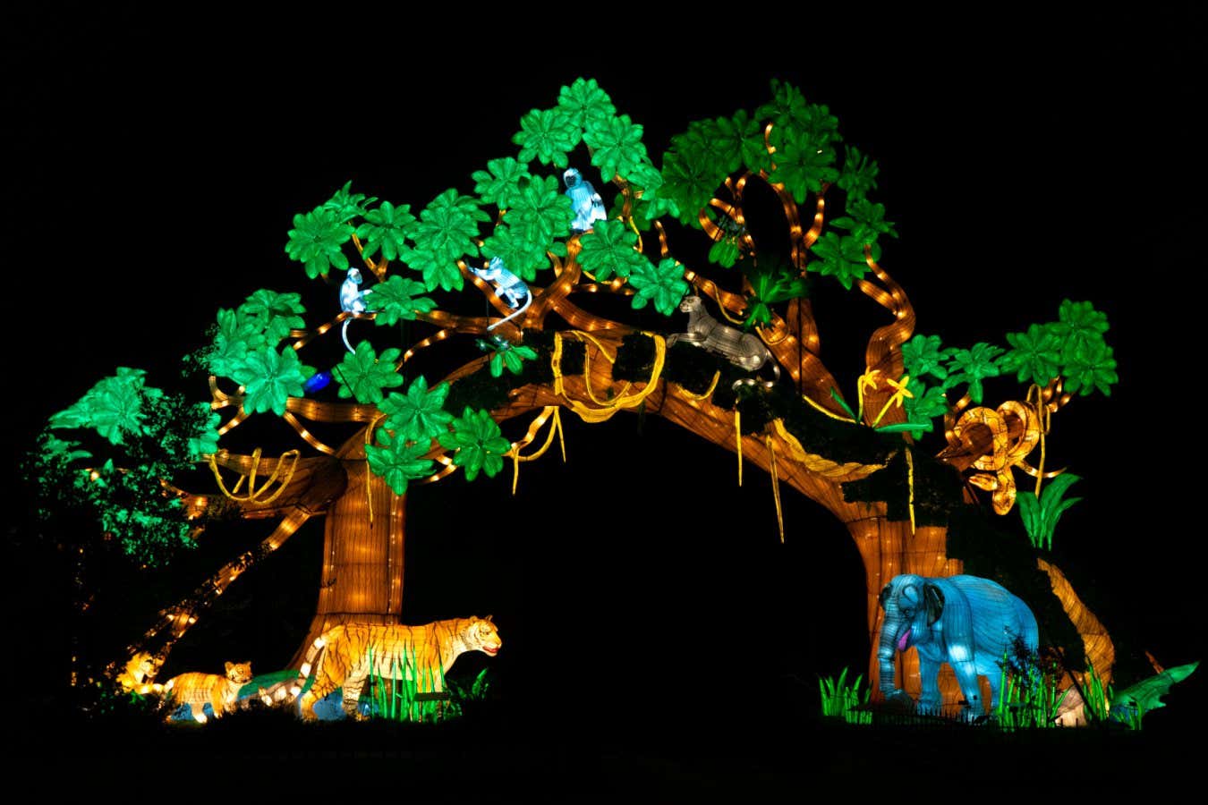 See the world's tropical forests illuminated in stunning new show