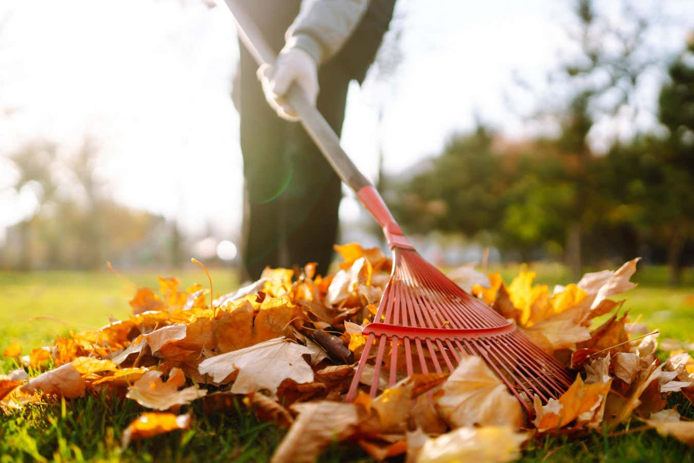 Rake with fallen leaves in autumn. Man cleans the autumn park from yellow leaves. Volunteering, cleaning, and ecology concept. Seasonal gardening.; Shutterstock ID 2026442297; purchase_order: -; job: -; client: -; other: -