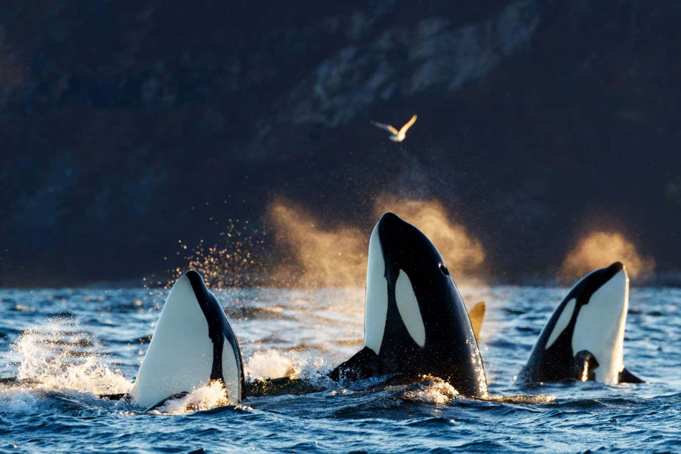 Killer whales emerging from the water