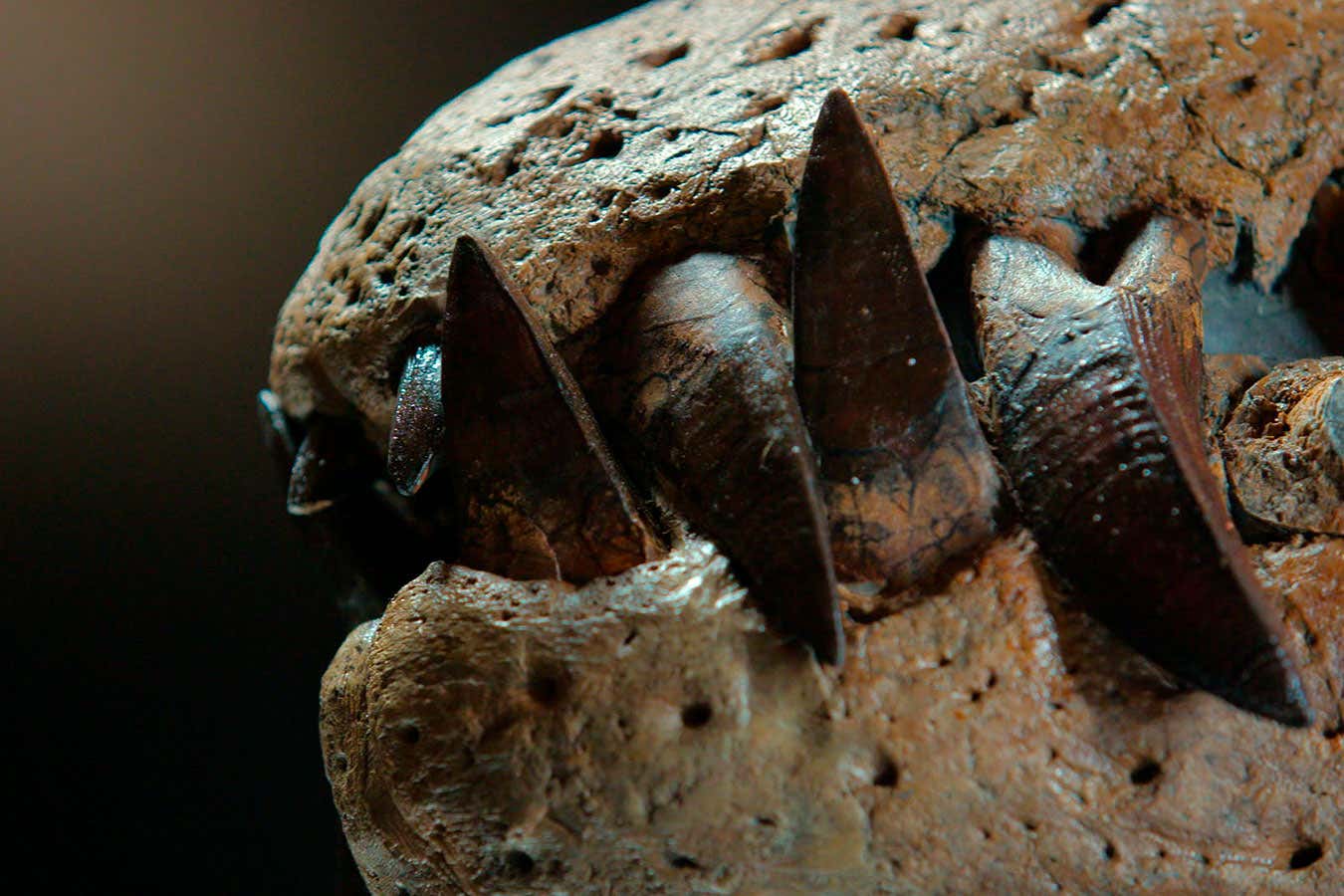 Close up of the teeth of the pliosaur - the giant sea monster - restored by fossil expert, Chris Moore and Steve Etches, subject of a new David Attenborough BBC documentary, Attenborough and the Giant Sea Monster