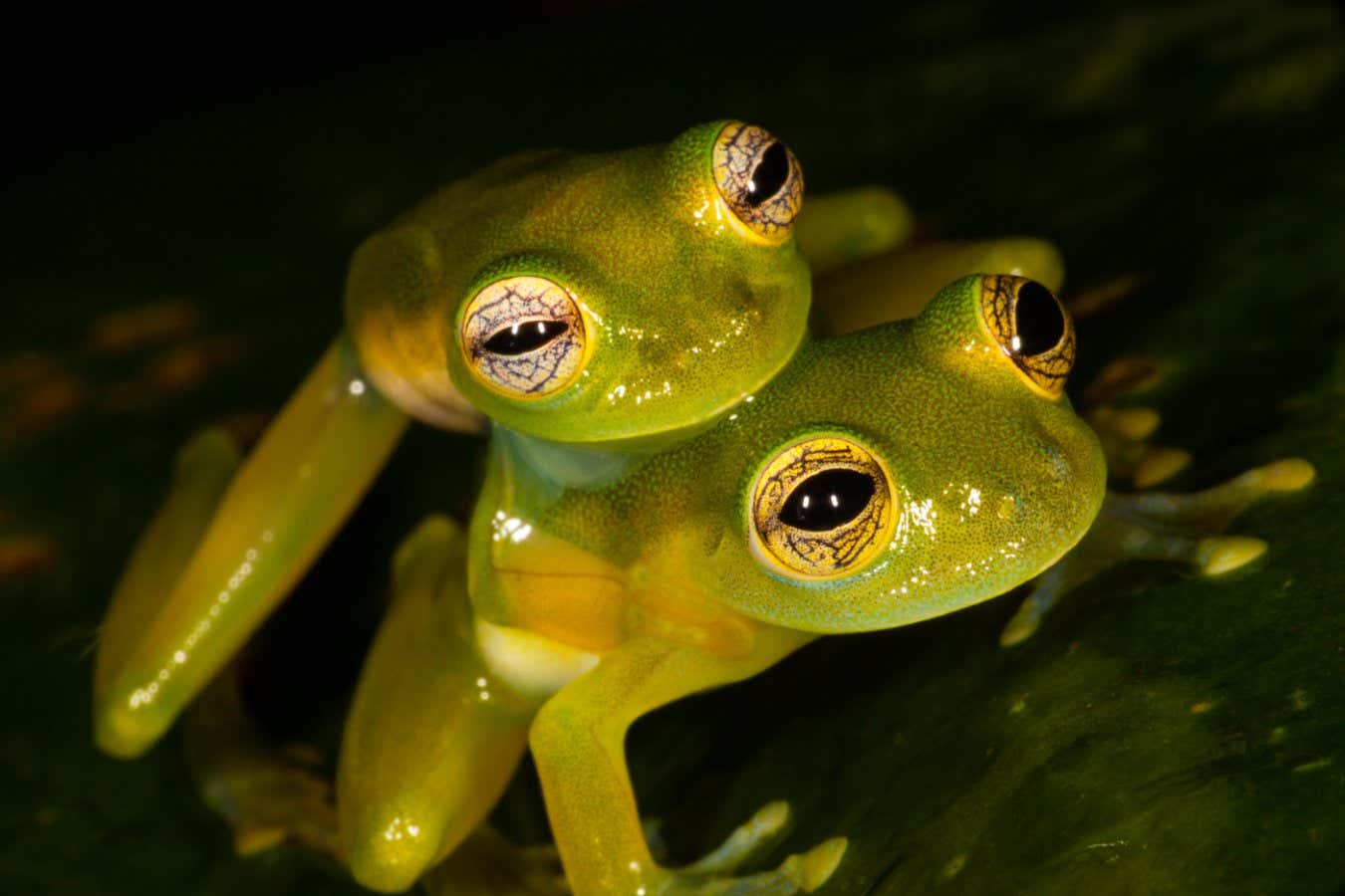 P93Y4G Panama wildlife with mating spiny cochran frogs, Teratohyla spinosa, at nighttime in the rainforest at Burbayar nature reserve, Republic of Panama.