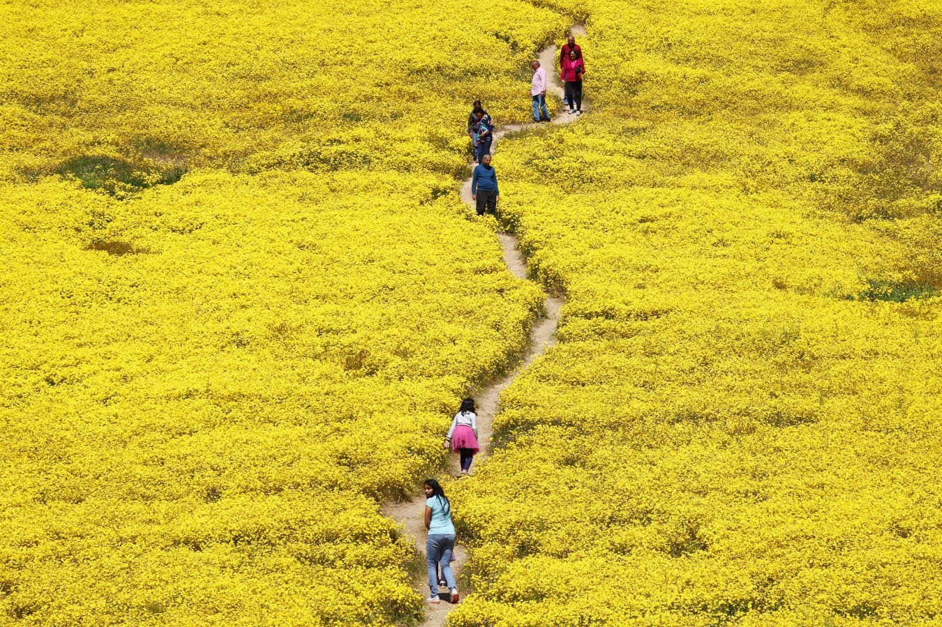 SANTA MARGARITA, CALIFORNIA - APRIL 13: People walk amid wildflowers blooming in Carrizo Plain National Monument following an unusually wet winter on April 13, 2023 near Santa Margarita, California. Historic levels of rainfall fell in some parts of California, amid a barrage of atmospheric river winter storms, which has led to a 'superbloom' of wildflowers in certain parts of the state this spring. (Photo by Mario Tama/Getty Images)