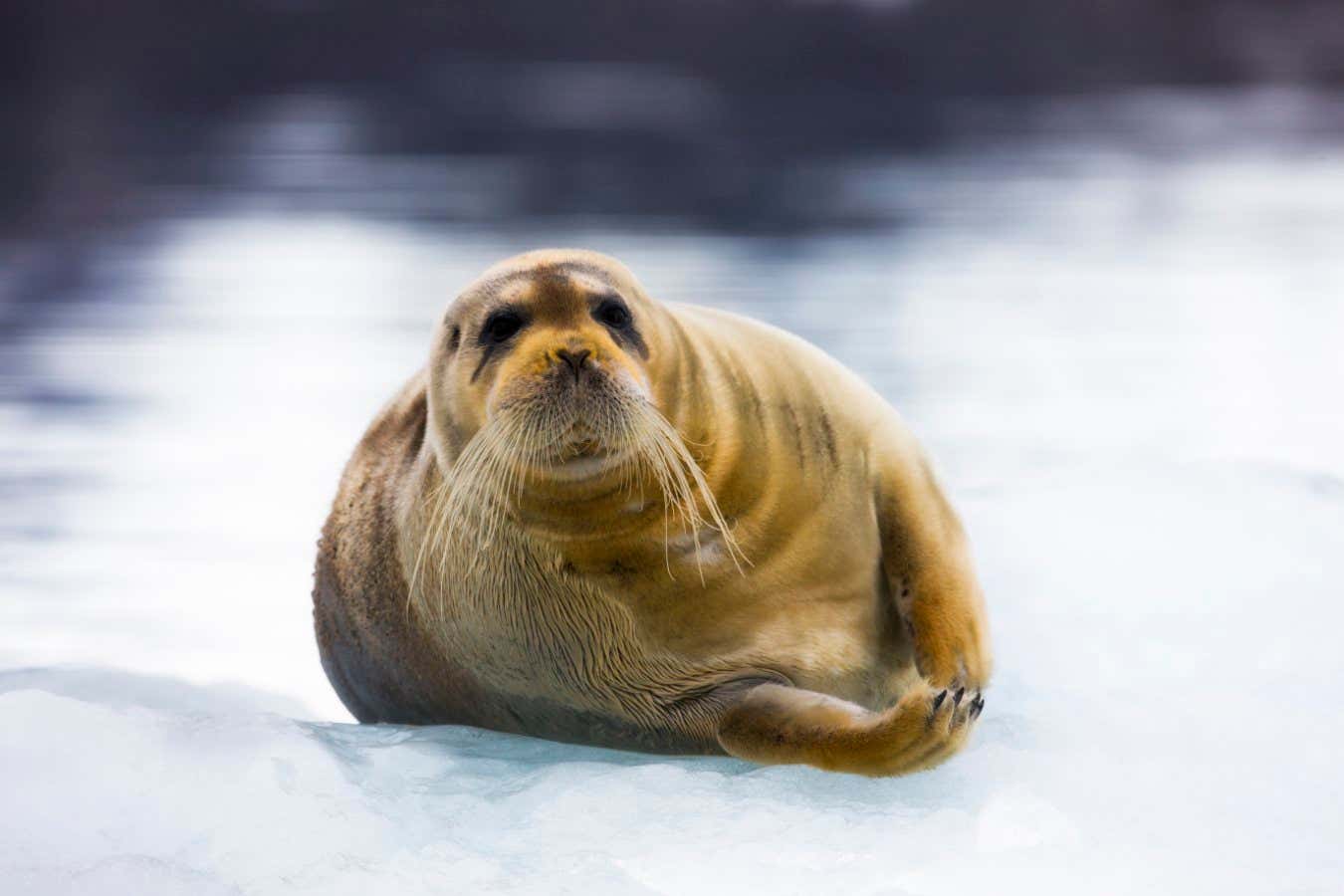 A bearded seal on the ice in Svalbard