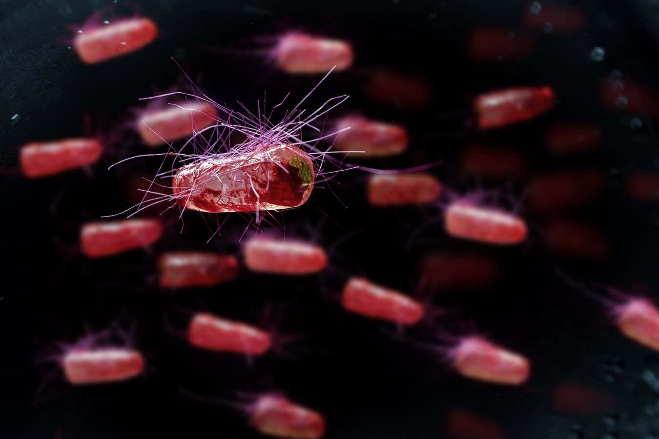 Escherichia coli