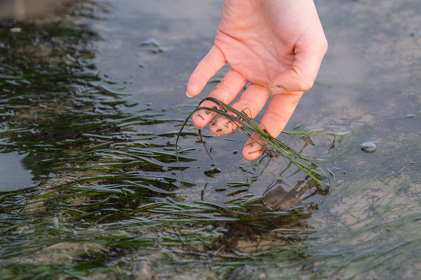 Seagrass in Thames Estuary, Kent