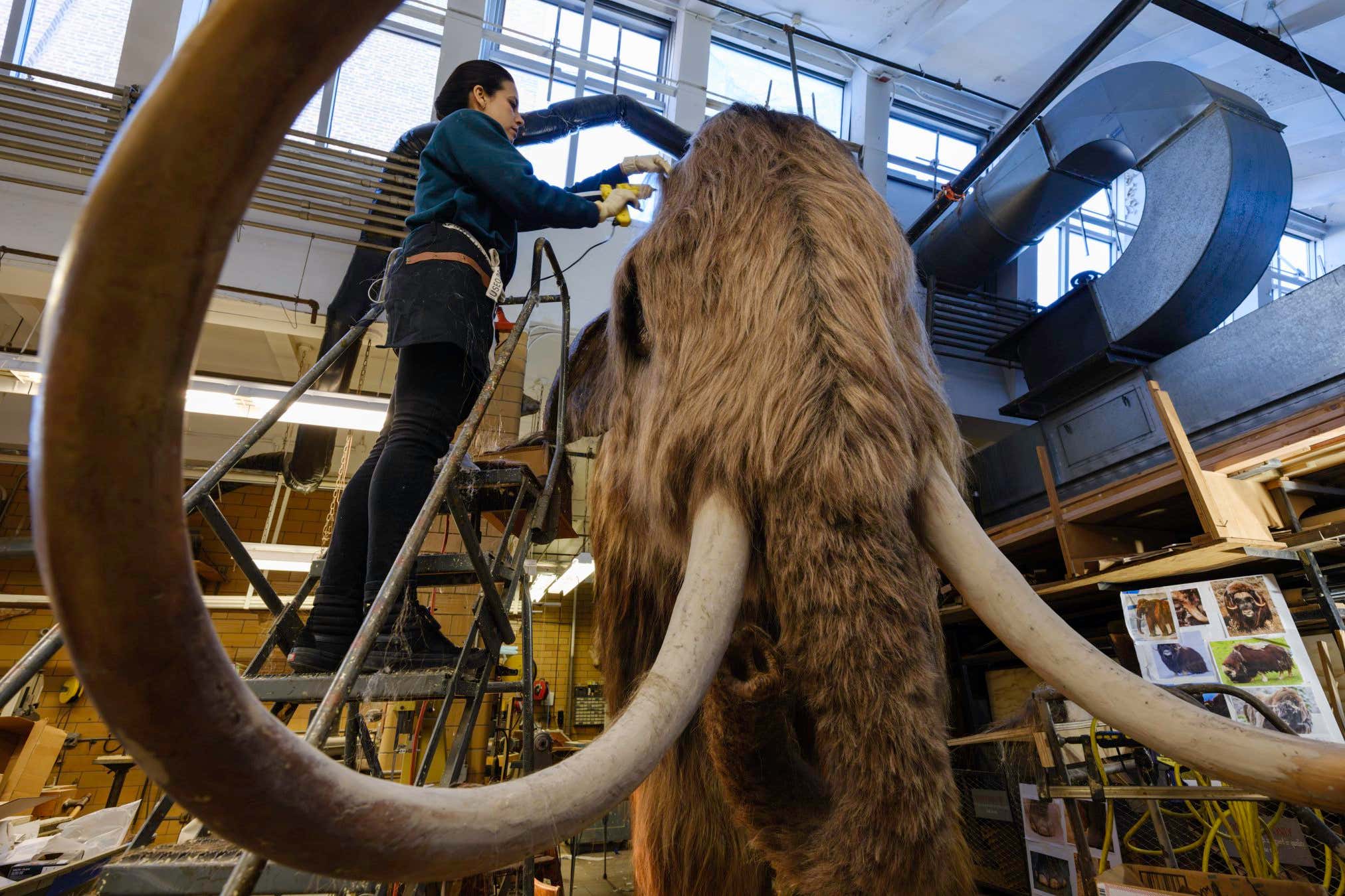 Uniquely depicted in the process of shedding its winter coat, the full-scale model of a wooly mammoth???one of the most iconic extinct elephant relatives???was made onsite by the Museum???s Exhibition team with input from leading paleomammalogists. Alvaro Keding/?? AMNH