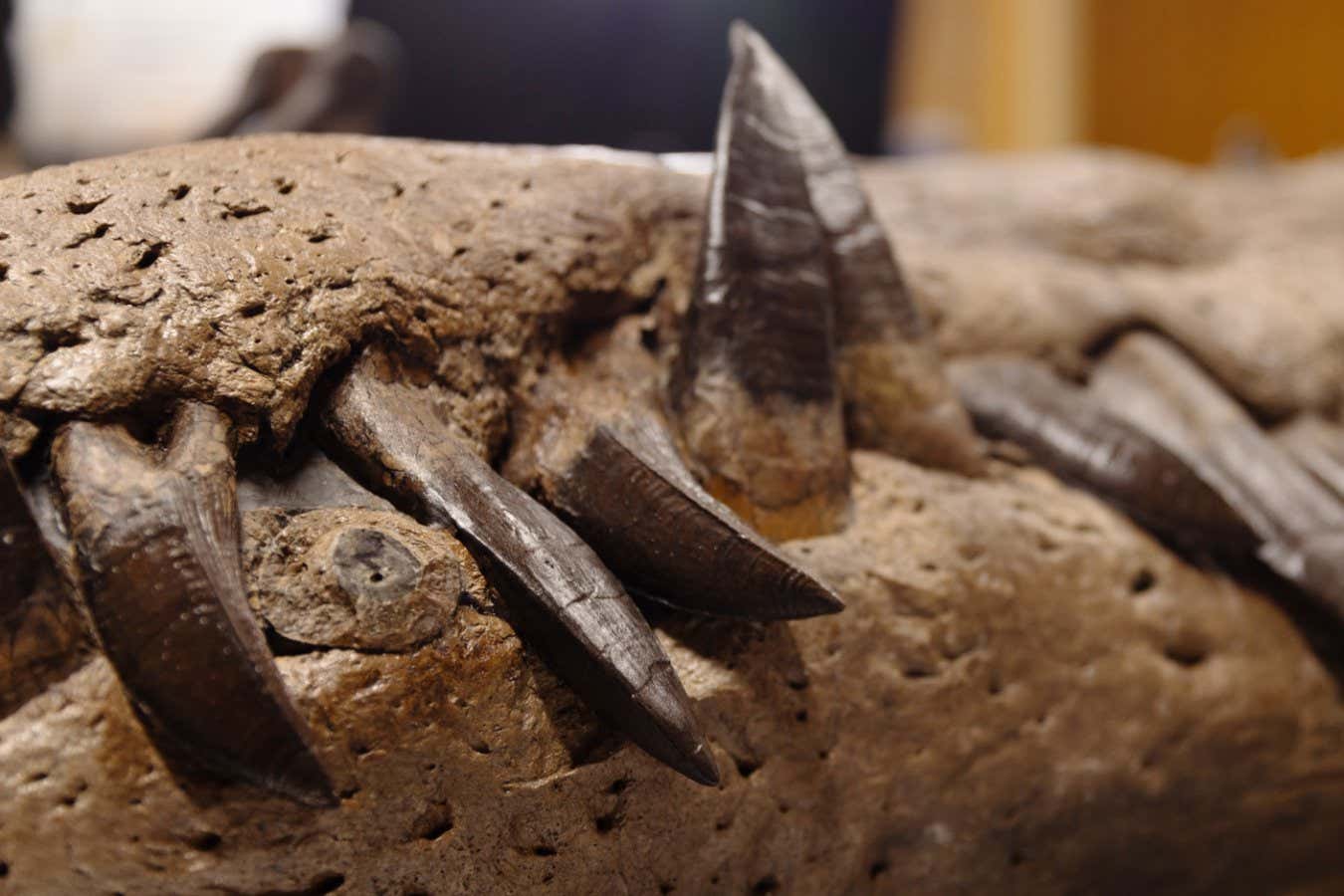 Pliosaur skull has been discovered in Dorset, UK. The find is part of a David Attenborough BBC documentary, called Attenborough and the Giant Sea Monster and will The find is part of a David Attenborough BBC documentary, called Attenborough and the Giant Sea Monster and will go on show to the public next year at the Etches Collection in Dorset, UK. Images taken at the Etches Collection in Kimmeridge, Dorset. Pictured - the new pliosaur skull fossil and teeth restored by Steve Etches