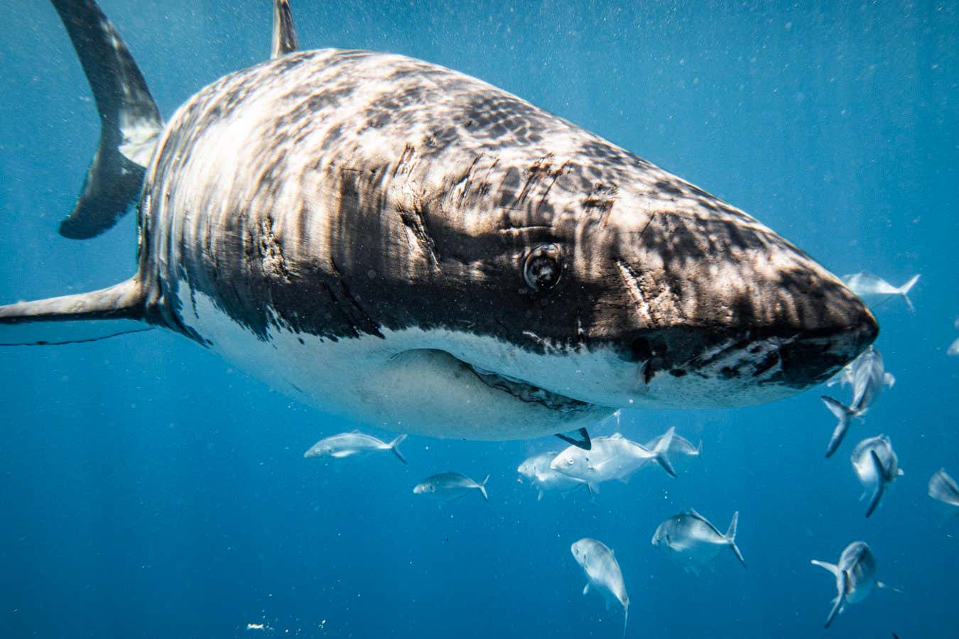 A great white shark cruising through Australian waters
